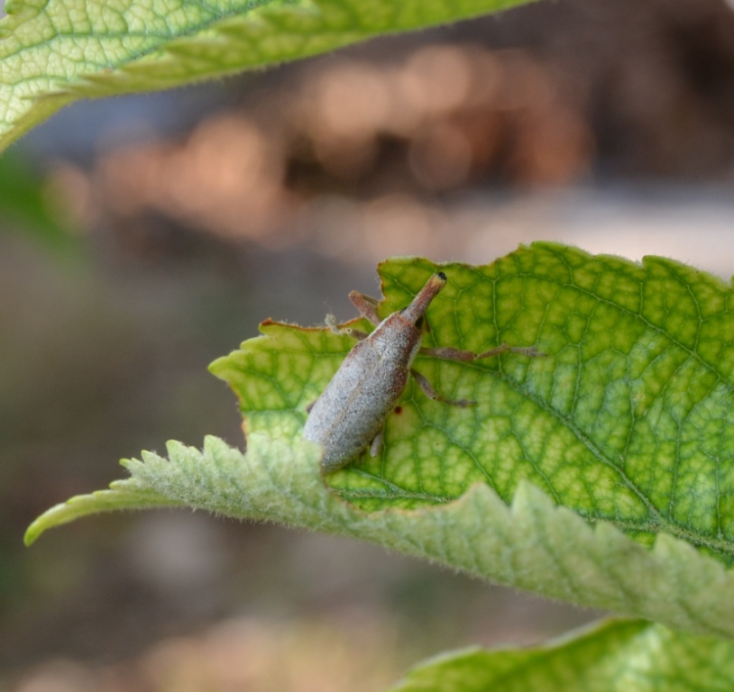 Lixus sp.